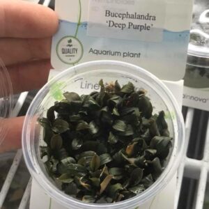 Bucephalandra “Deep Purple” vc 3 p