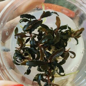 Bucephalandra “Kedagang” vc 3 p