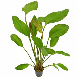Echinodorus "Red Chili"