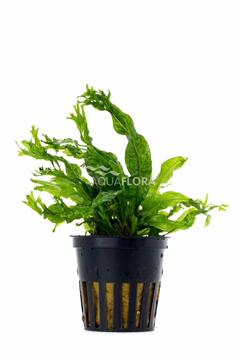 Microsorum pteropus “Windelov”