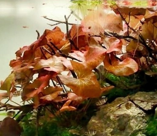 Nymphaea zenkeri red