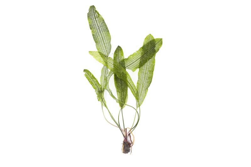 Aponogeton henkelianus