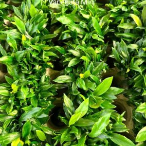 Anubias barteri var. glabra “Variegata Mini”