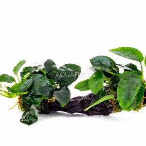 Anubias driftwood M (21-30cm)